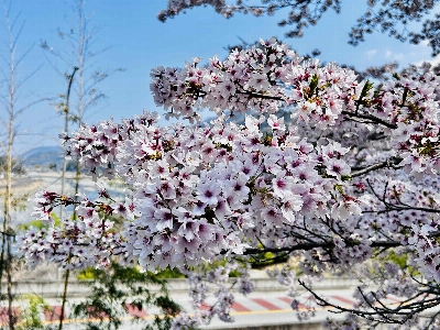 Photo from 2026/3/29