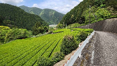 Thumbnail for 54230