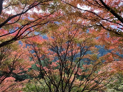 Photo from 2024/11/10