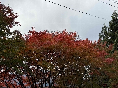 Photo from 2024/11/10