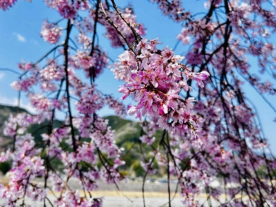 Photo from 2026/3/29