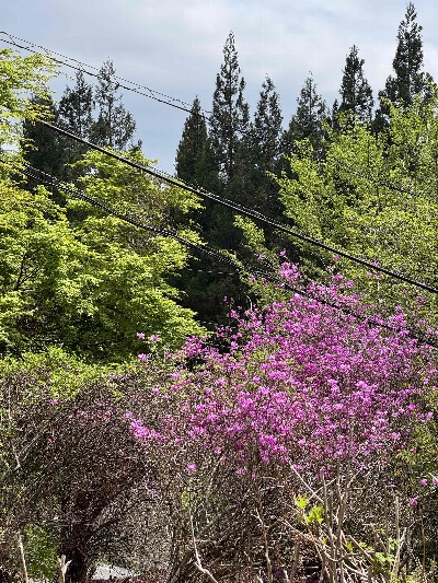 Photo from 2025/4/26