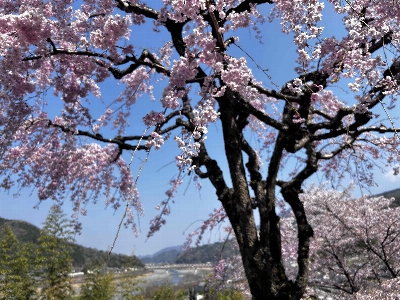 Photo from 2026/3/29