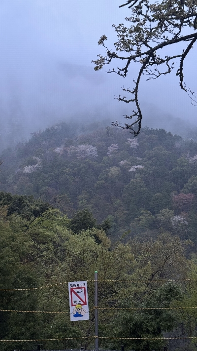 Photo from 2025/4/12