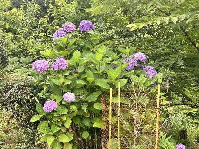 Photo from 2024/7/21