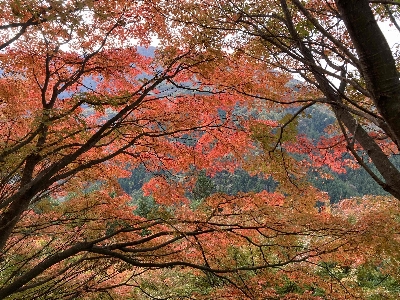 Photo from 2024/11/10