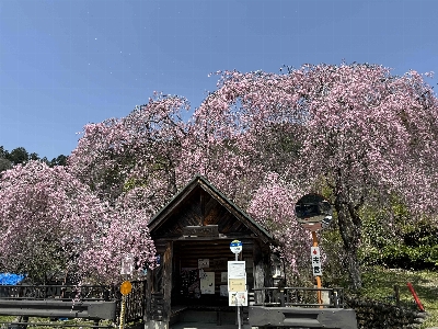 Photo from 2024/4/14