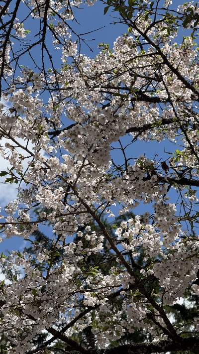 Photo from 2025/4/29