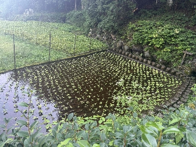 Photo from 2025/8/14